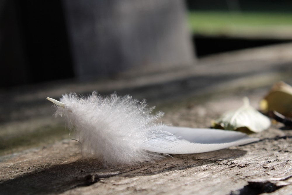13 Signs That Your Spiritual Guide Is Trying To Communicate With You 4 White feathers